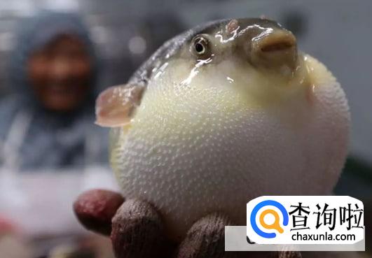 河豚最毒的部分是那些？