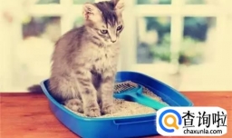 猫咪大便总是软软黄色