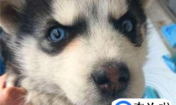 纯种的哈士奇有哪些特征