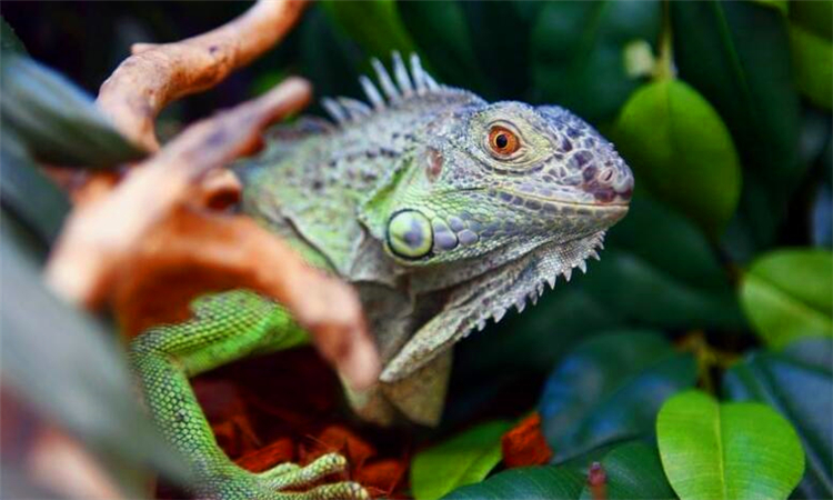 什么是冷血动物