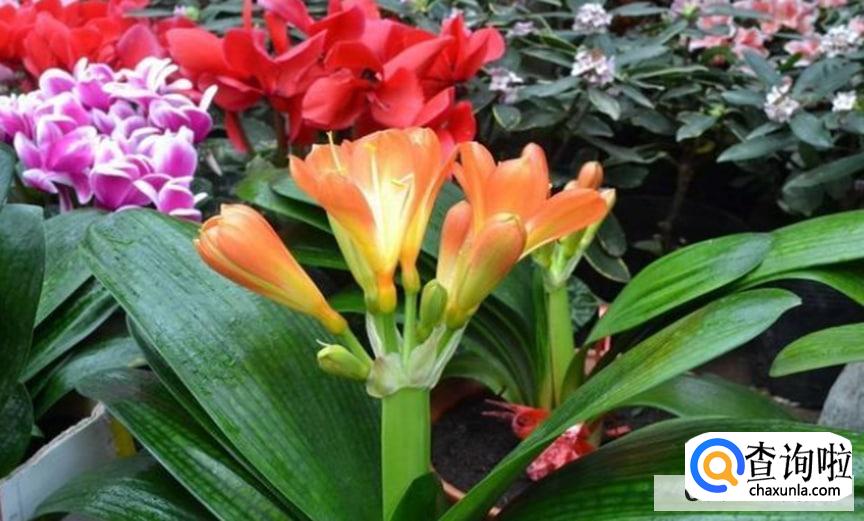 君子兰常用的繁殖方法