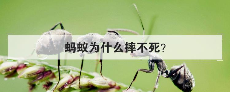蚂蚁为什么摔不死