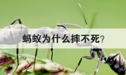 蚂蚁为什么摔不死