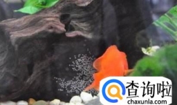 鹦鹉鱼产卵了怎么办