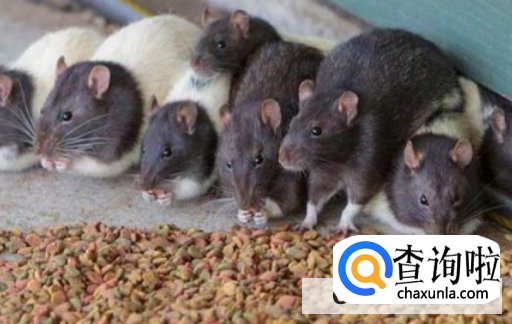 如何消灭家中老鼠