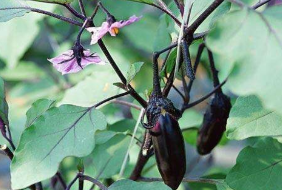 怎样判断茄子熟没熟