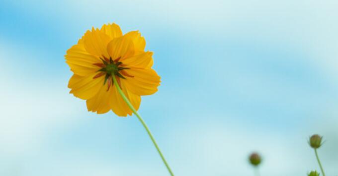 朝花夕拾是什么意思