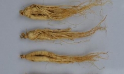 8批不合格的人参饮片有哪些