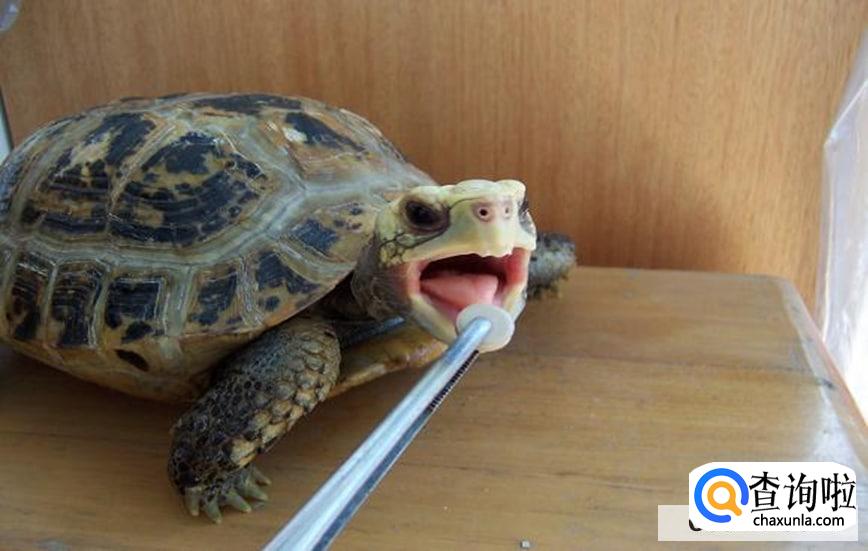 如何正确的给龟补钙合适呢