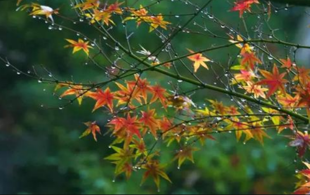 秋雨的特点是什么