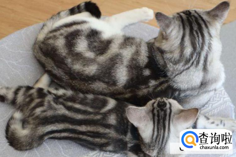 猫咪是否应该绝育？