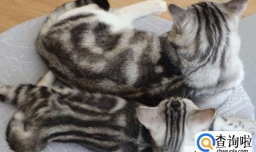 猫咪是否应该绝育？