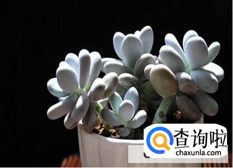 星美人的养殖的注意事项