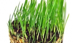 冰菜种植的方法