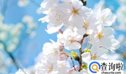 中国最美樱花都在哪些地方