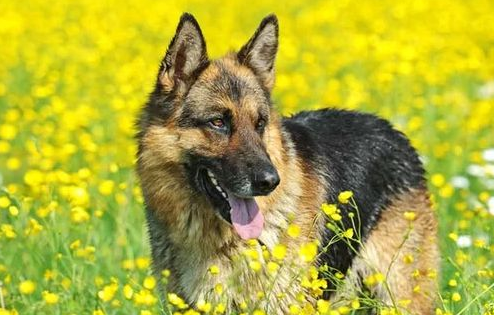 世界名犬排行榜前十