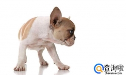 怎么看出狗狗缺钙 狗狗缺钙的症状
