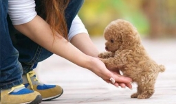 40天的泰迪狗怎么养