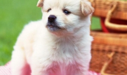 小狗多大算成年