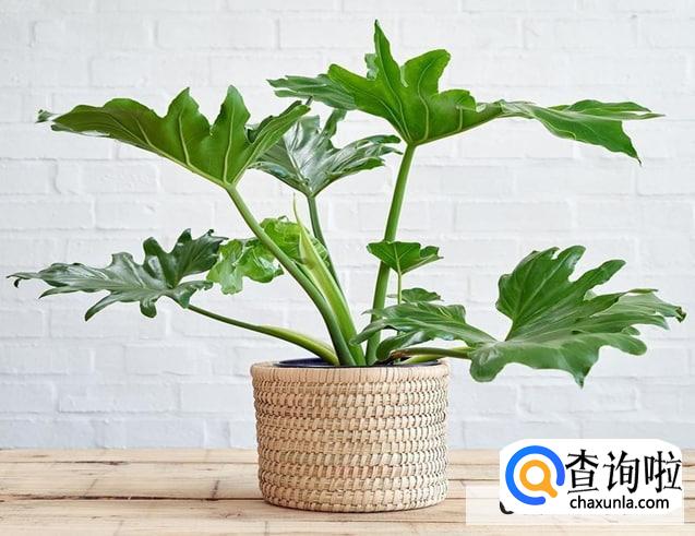 春雨植物怎么养