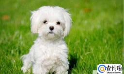 狗狗会妒忌和争宠吗?