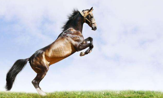 擅长画马的画家有哪些