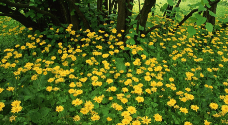 描写春天的成语有哪些