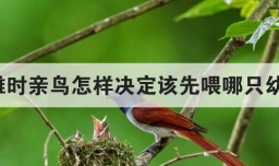 育雏时亲鸟怎样决定该先喂哪只幼鸟