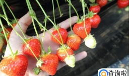 摘草莓如何正确操作并保存草莓？