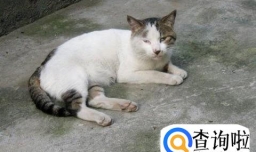 小猫饮食禁忌指南