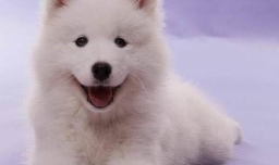 萨摩耶晚上一直叫怎么办