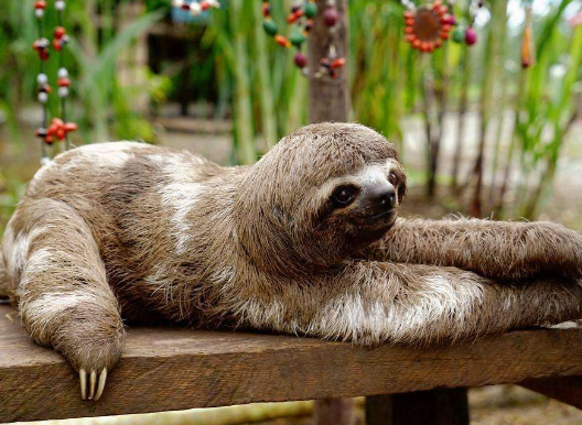 什么动物睡觉方式很有趣