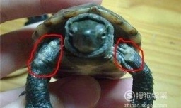 龟龟得了腐皮病如何治疗