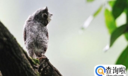 什么是丛林法则