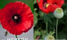 虞美人还是罂粟傻傻分不清？如何区分虞美人和罂粟呢？