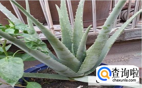 怎样养好芦荟合适