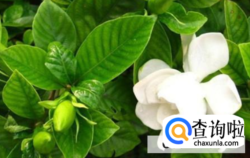 栀子花该如何养