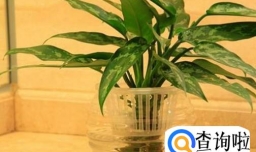 如何养好水培的银皇后？