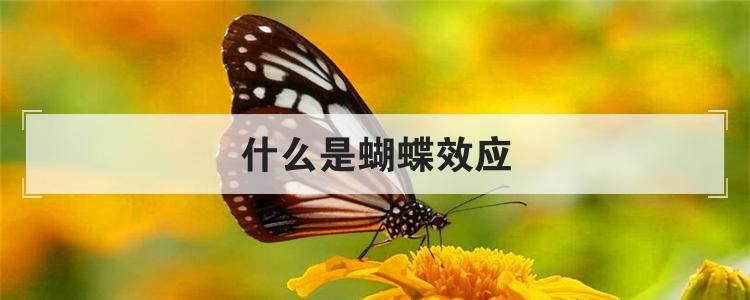 什么是蝴蝶效应