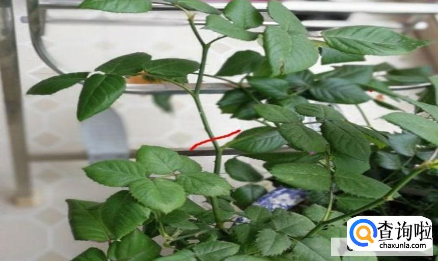 月季盲芽怎么处理较好