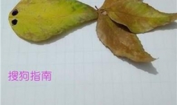 简单树叶贴画步骤