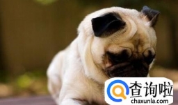 养巴哥要注意什么