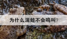为什么湍蛙不会鸣叫