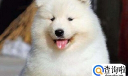 怎么训练萨摩耶不乱叫，萨摩耶晚上一直叫的原因