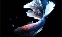 泰国斗鱼怎么养