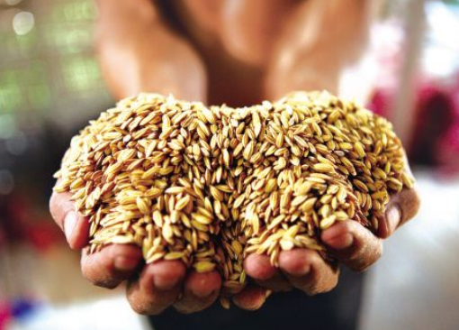 世界粮食日是什么时候