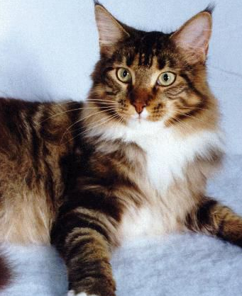 世界上最大的猫