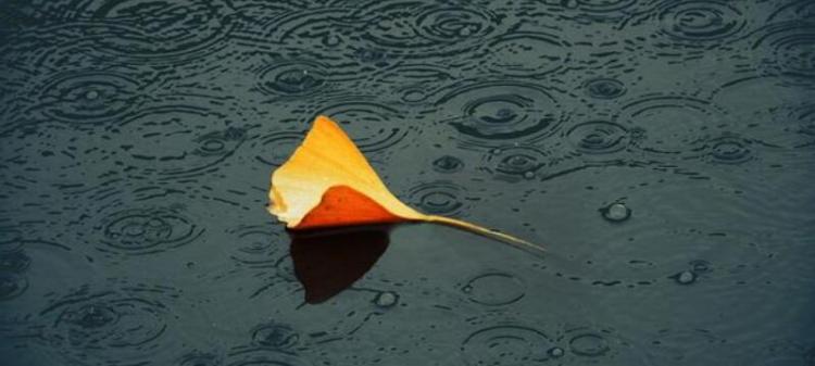 一叶知秋是什么意思