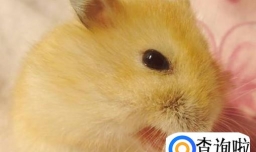 布丁鼠鼠应该怎样饲养