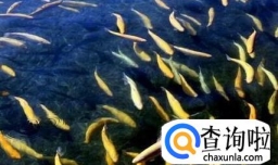 怎样轻松养冷水鱼